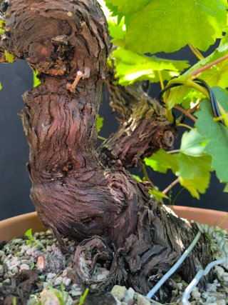 bonsai de vid