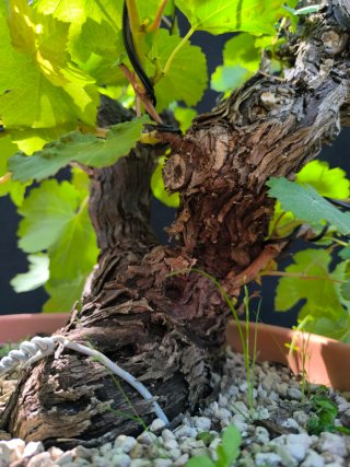 bonsai de vid