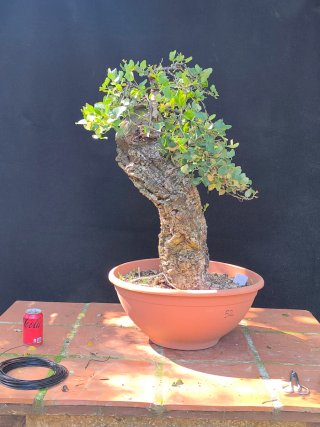bonsai quercus suber