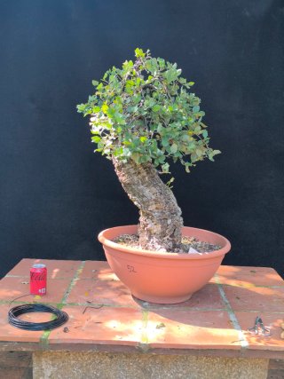 bonsai quercus suber