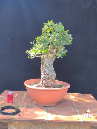bonsai quercus suber