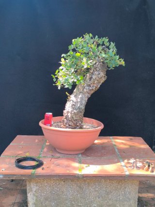 bonsai quercus suber