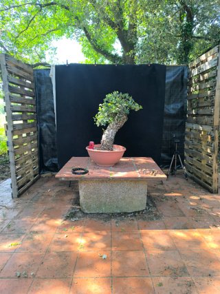 bonsai quercus suber