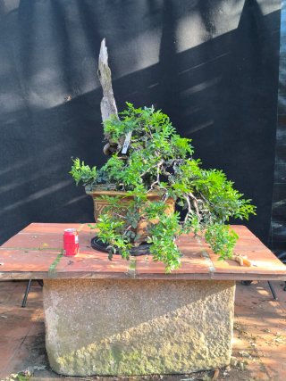 bonsai lentisco