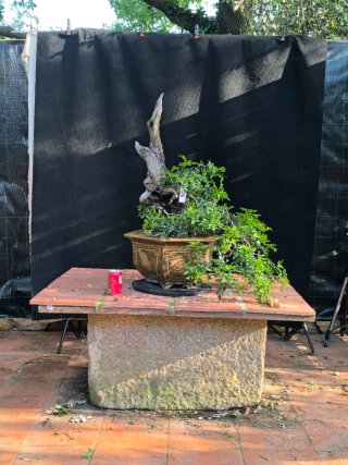 bonsai lentisco