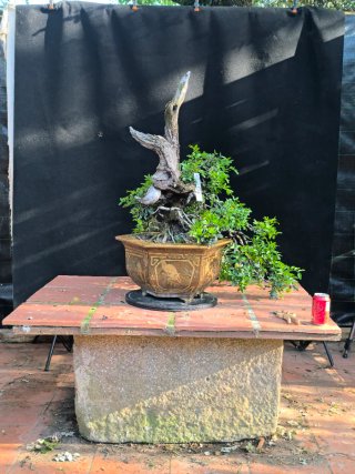 bonsai lentisco