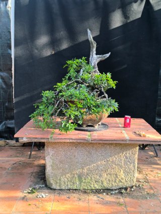 bonsai lentisco