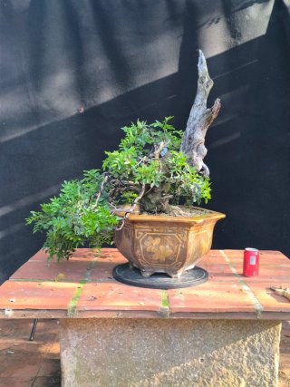 bonsai lentisco