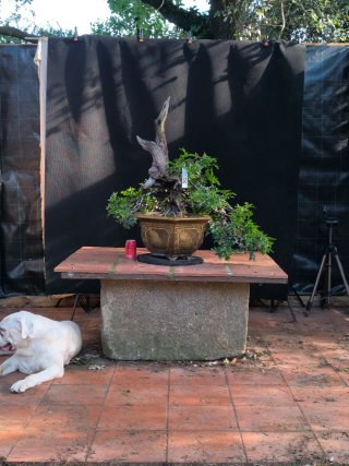 bonsai lentisco