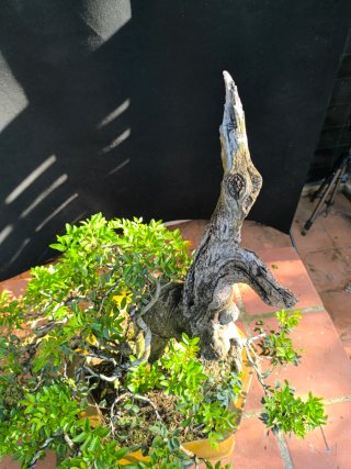 bonsai lentisco