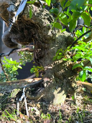 bonsai lentisco