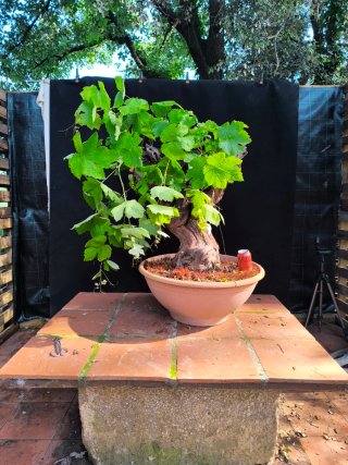 bonsai parra