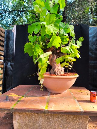 bonsai parra
