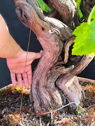 bonsai parra