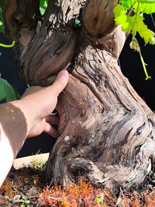 bonsai parra