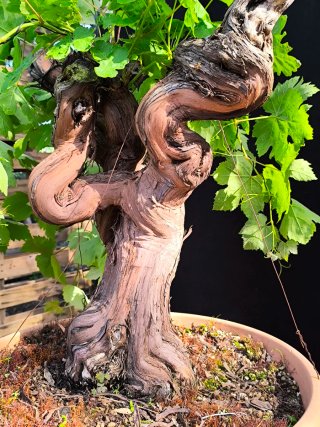 bonsai parra