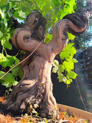 bonsai parra