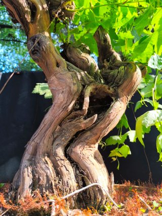 bonsai parra