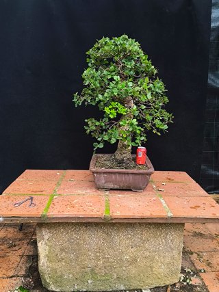bonsai quercus suber
