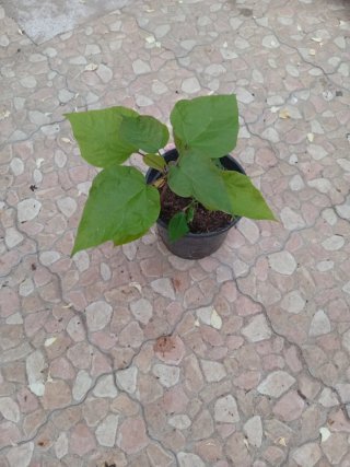 Tocón de catalpa en maceta negra