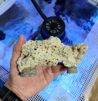Roca Magnética/Coralero Acuario Marino