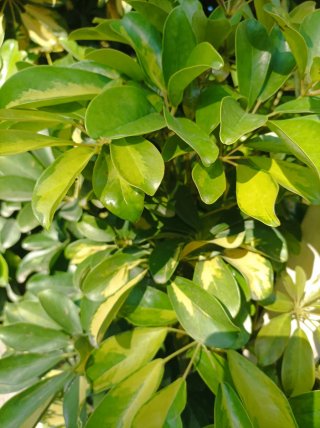 Talee di Schefflera