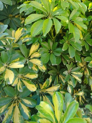 Talee di Schefflera