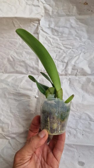 Orquídea Cattleya Triumphans (C. rex x C. dowiana