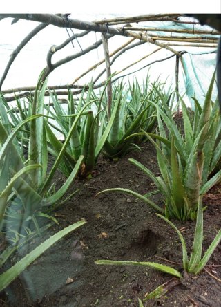 25 Plantas Aloe Vera 6 años