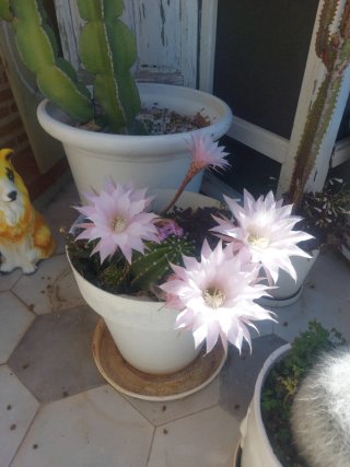 Cactus con flores rosas