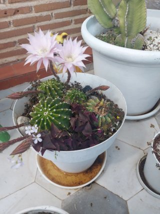 Cactus con flores rosas