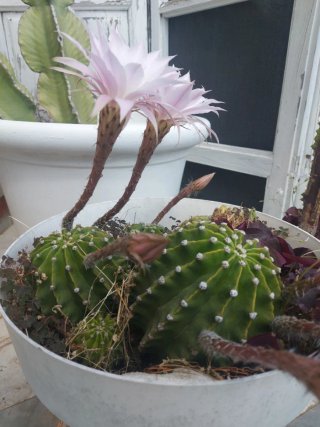 Cactus con flores rosas