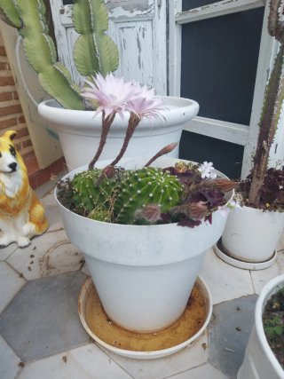 Cactus con flores rosas