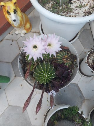 Cactus con flores rosas