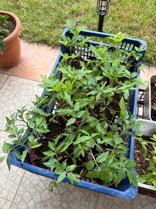 Planteles Tomate Corazón de Buey