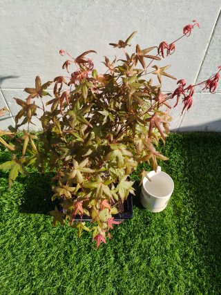 Bonsái Arce Palmatum Deshojo