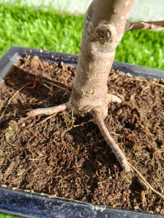 Bonsái Arce Palmatum Deshojo