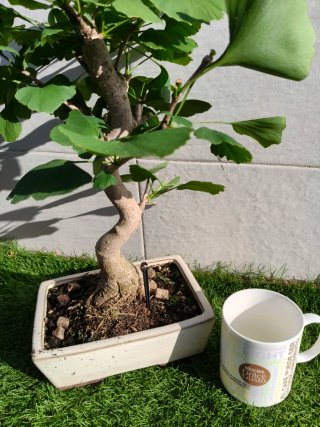 Bonsái Ginkgo Biloba