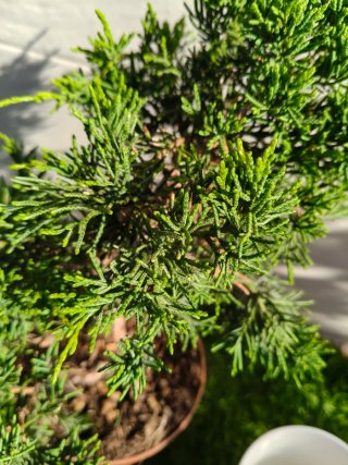 Pre bonsai Junípero Kishu