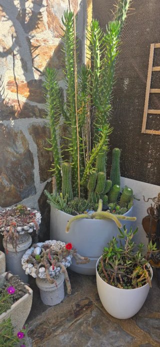Te gustas las plantas?