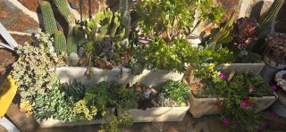 Te gustas las plantas?