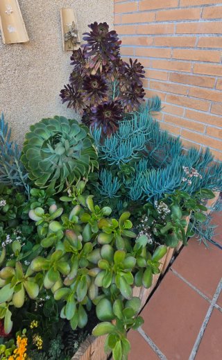Te gustas las plantas?