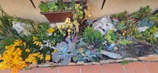 Te gustas las plantas?