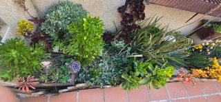 Te gustas las plantas?