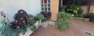 Te gustas las plantas?