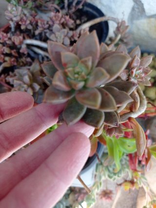Piante grasse miste