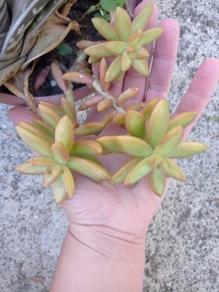 Piante grasse miste