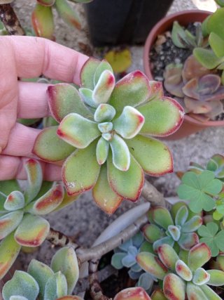 Piante grasse miste