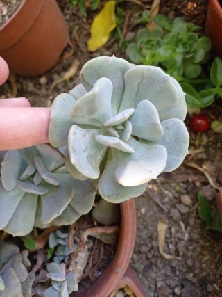 Piante grasse miste