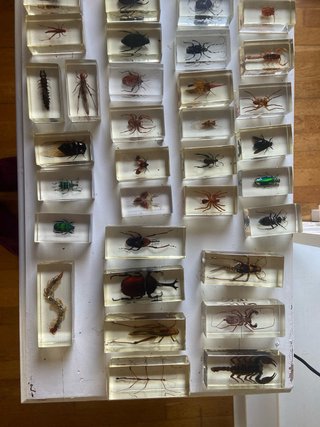 Colección Insectos en Resina 55 unidades